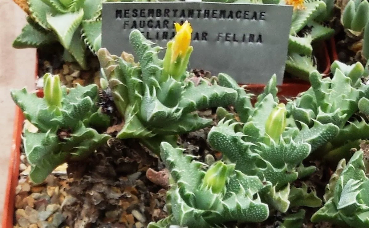 Faucaria felina