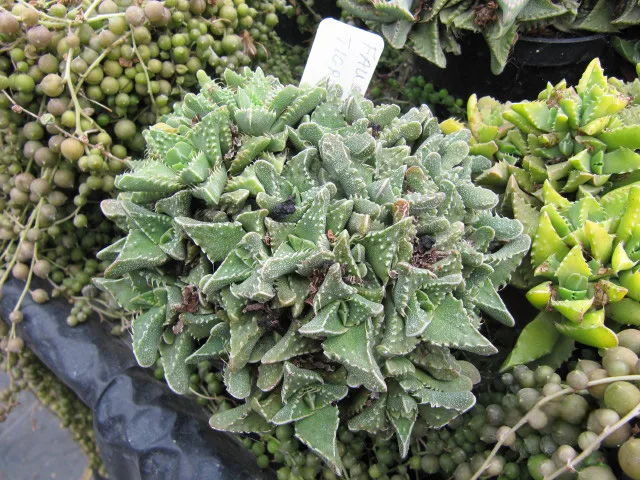 Faucaria tigrina