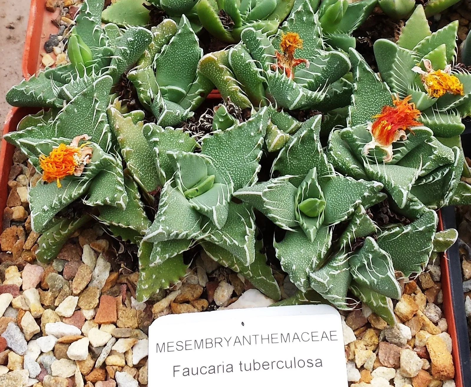 Faucaria tuberculosa