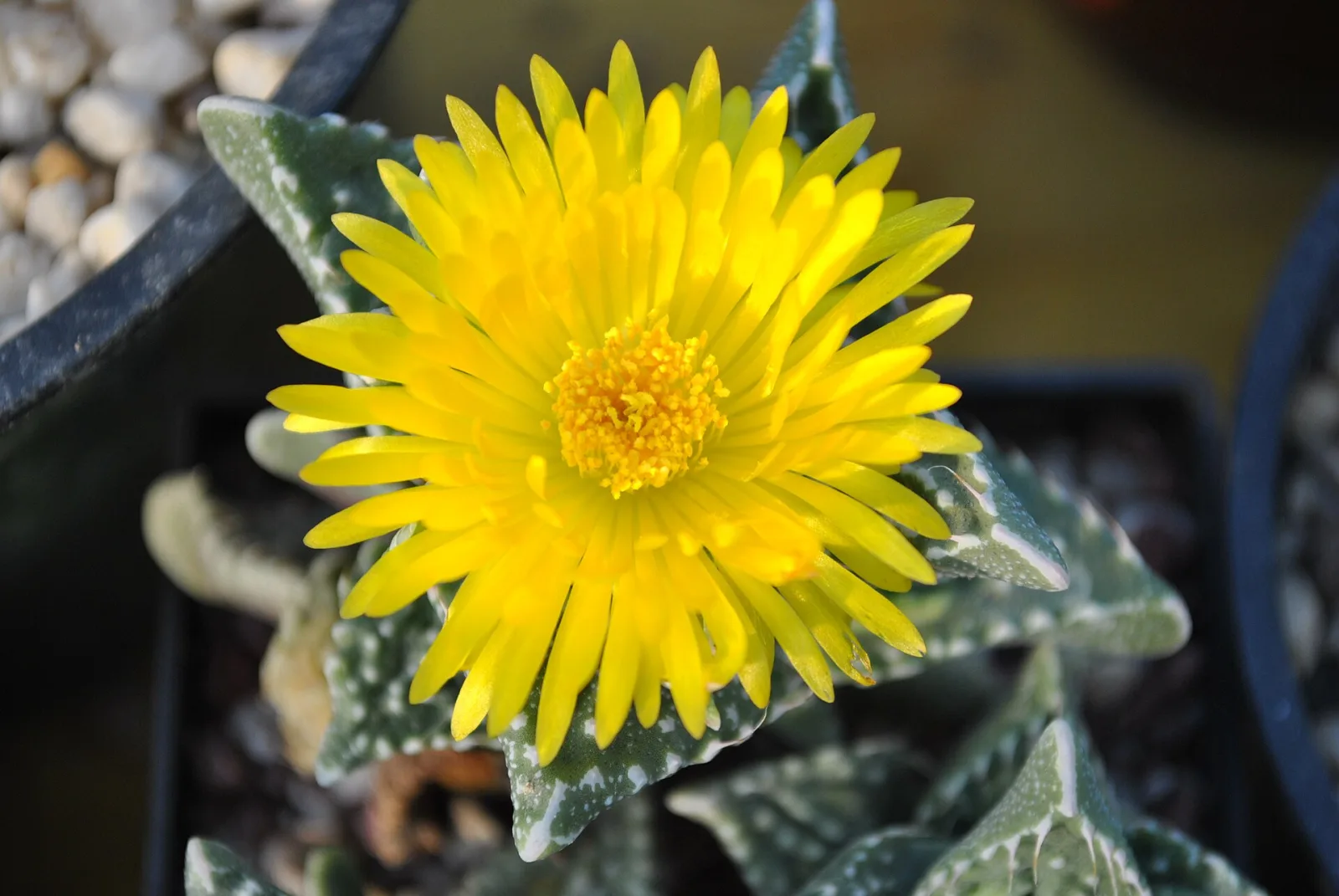 Faucaria tuberculosa