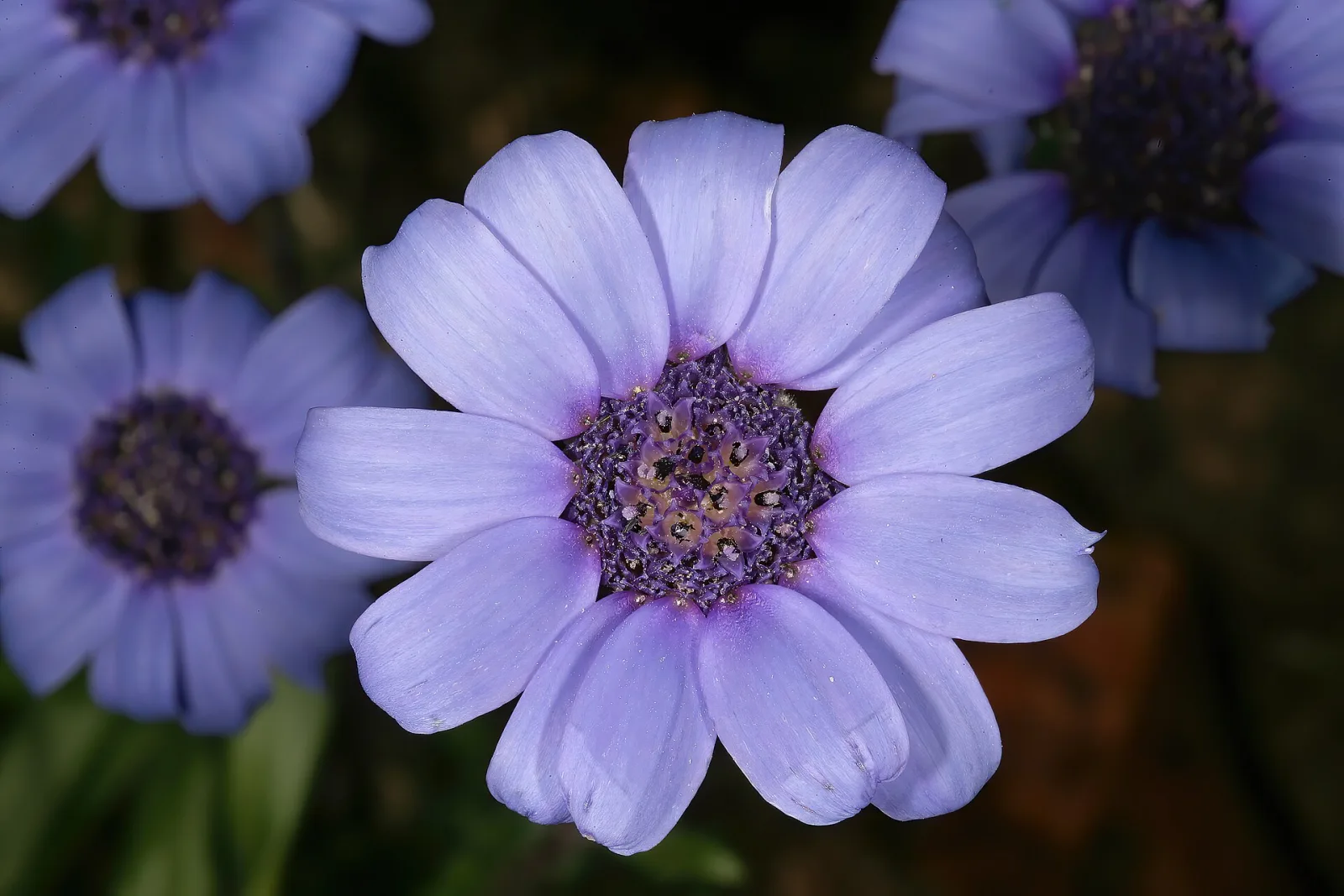 Felicia heterophylla