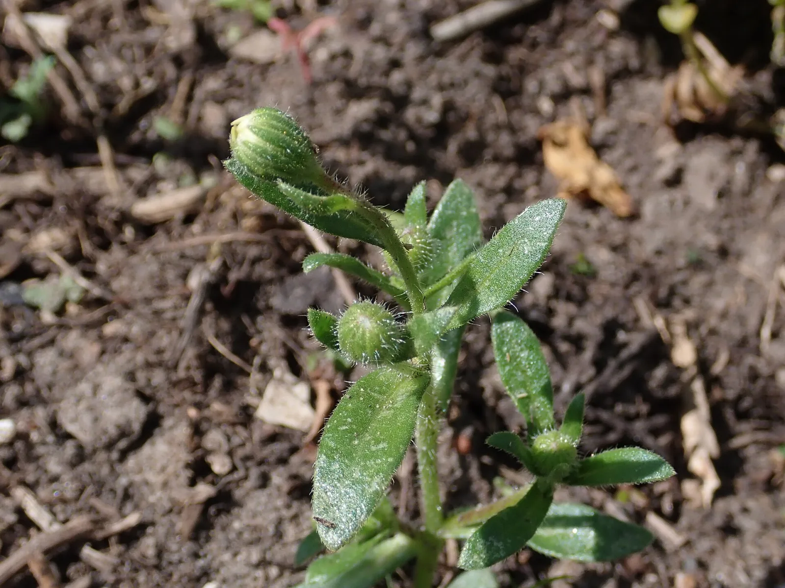 Felicia heterophylla