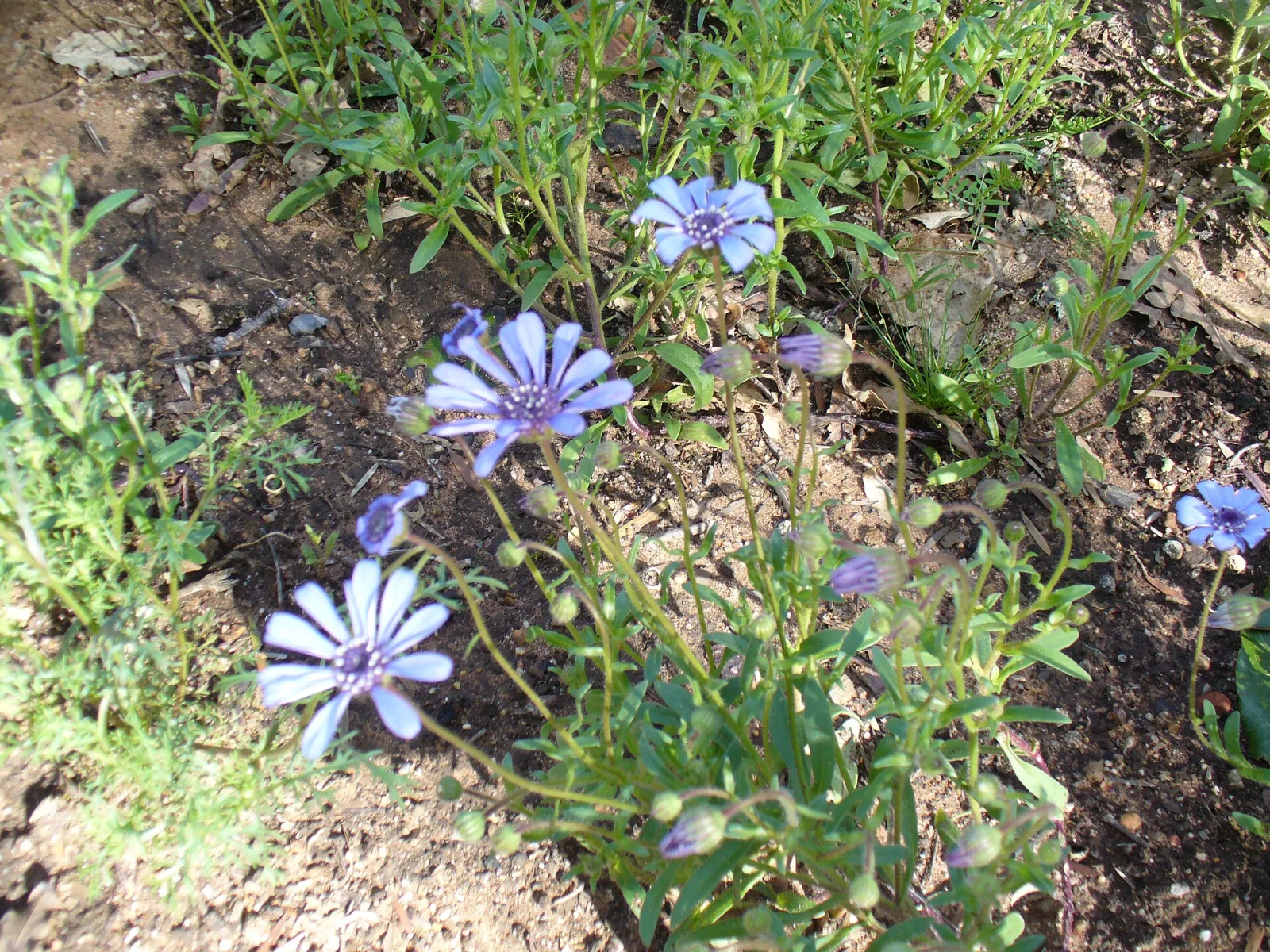 Felicia heterophylla