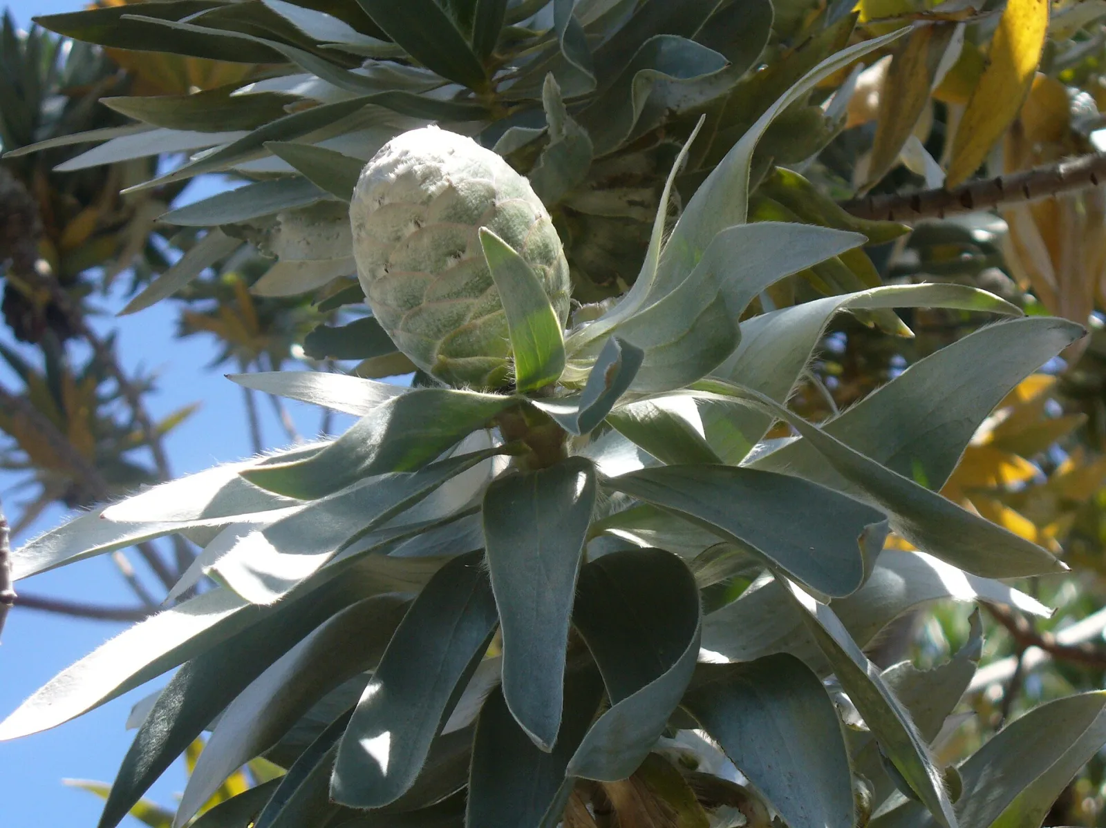 Leucadendron argenteum