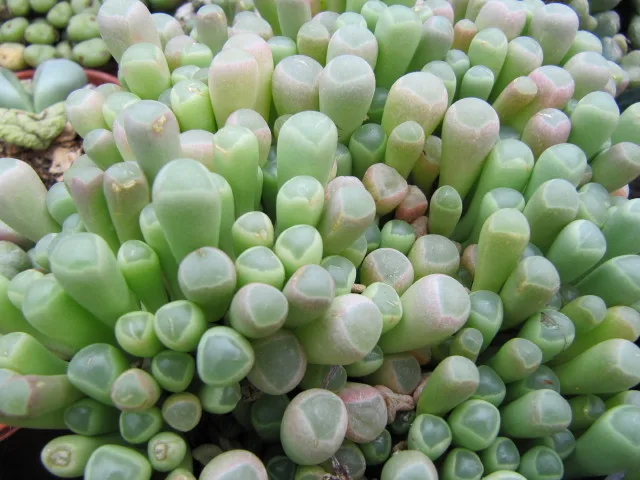 Fenestraria aurantiaca