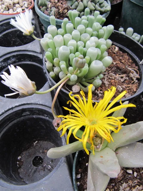Fenestraria aurantiaca
