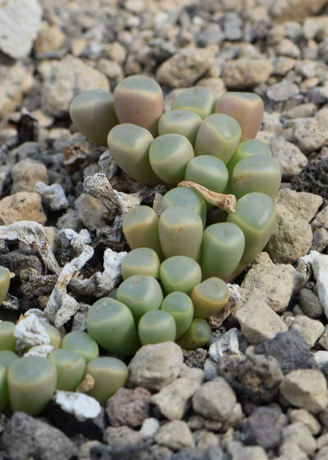 Fenestraria aurantiaca