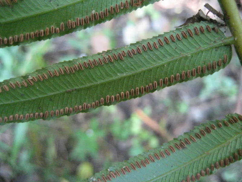 Marattia fraxinea