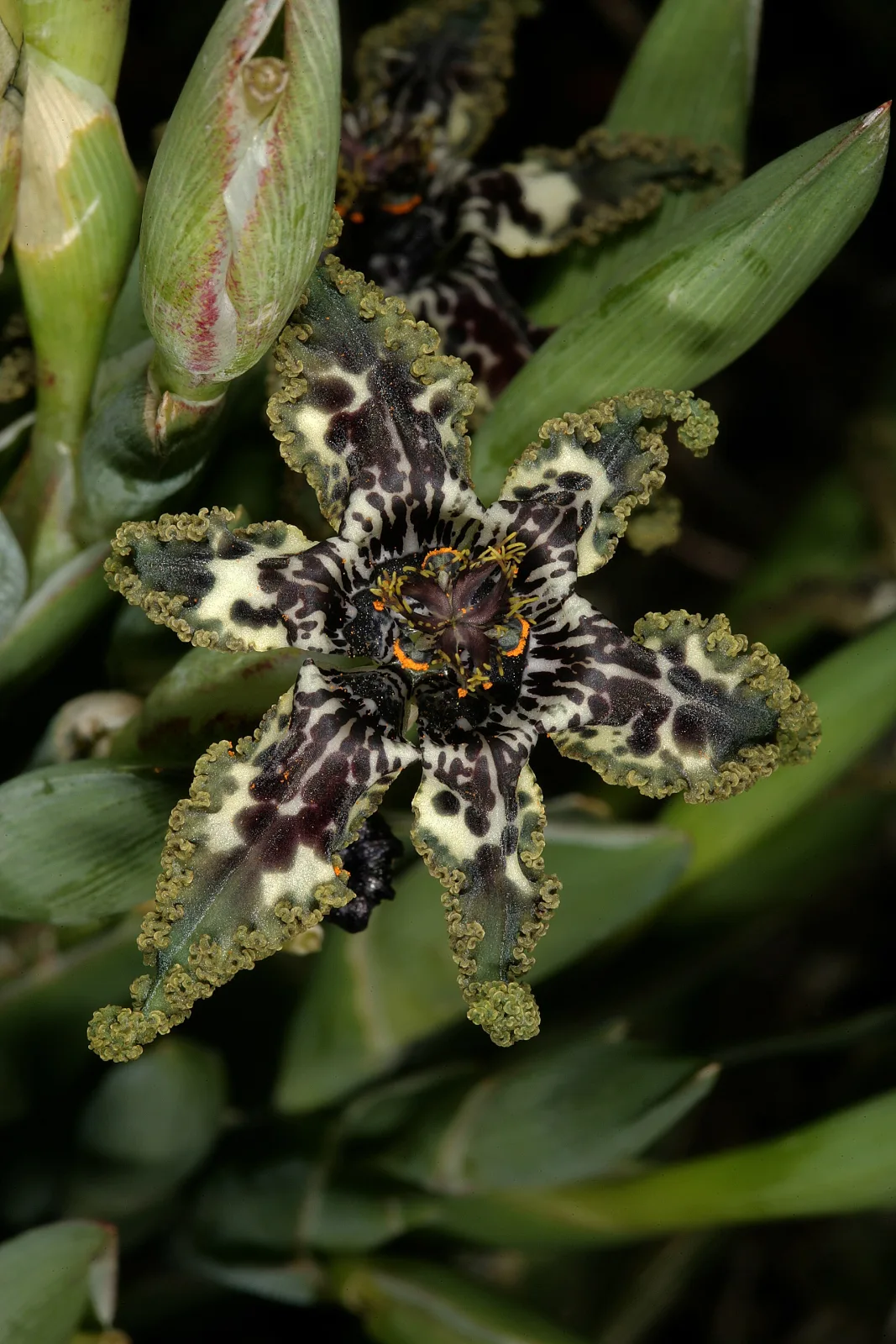 Ferraria crispa