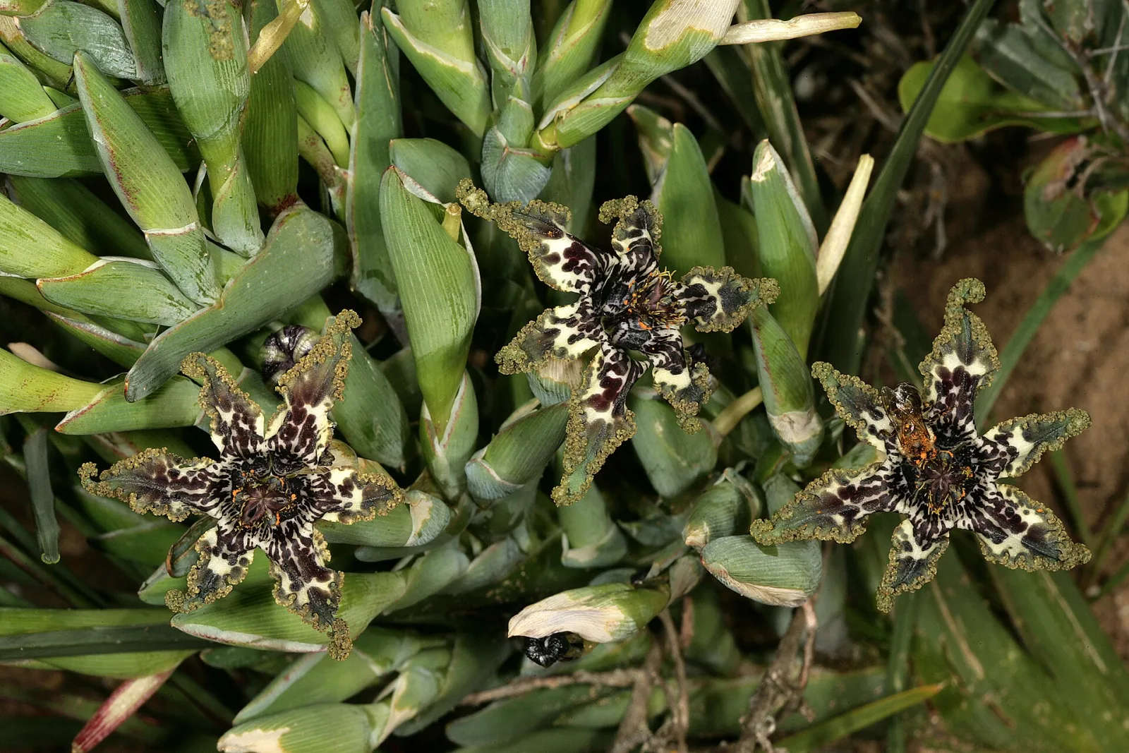 Ferraria crispa