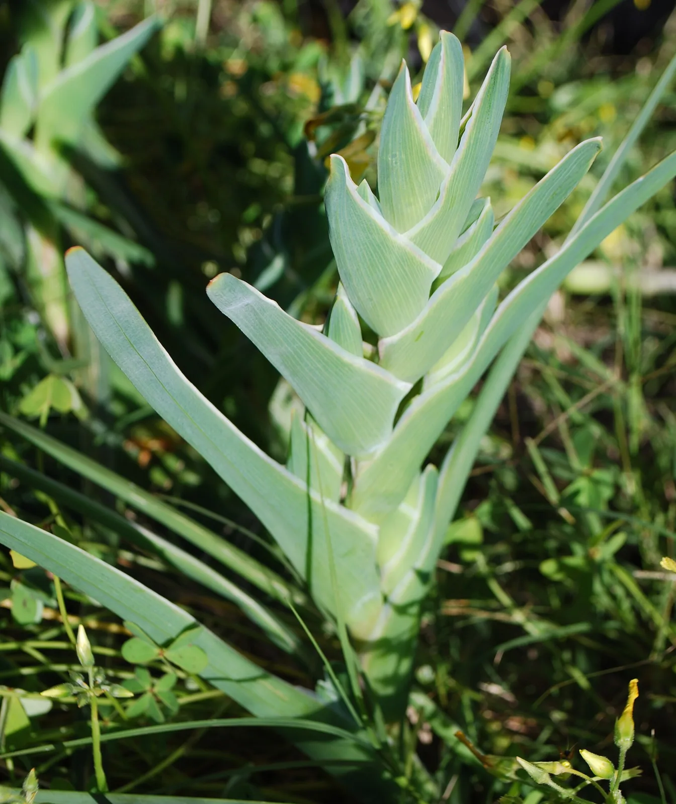 Ferraria crispa