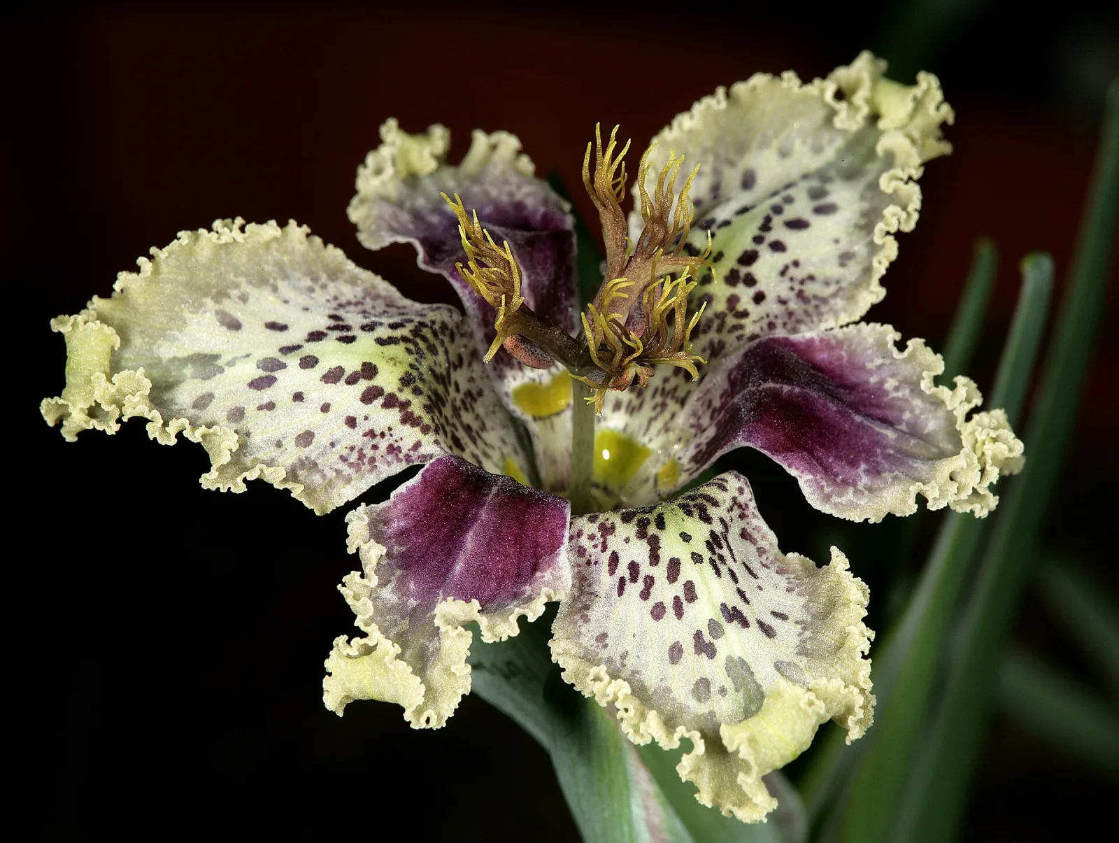 Ferraria densepunctulata