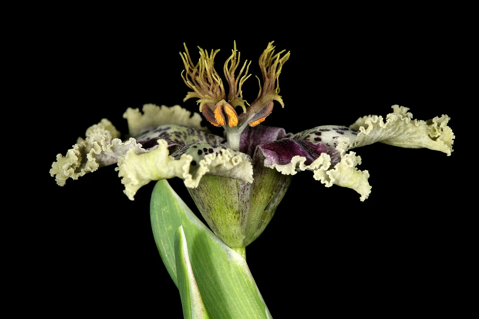 Ferraria densepunctulata