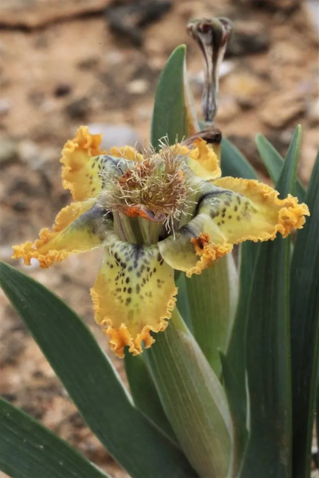 Ferraria divaricata