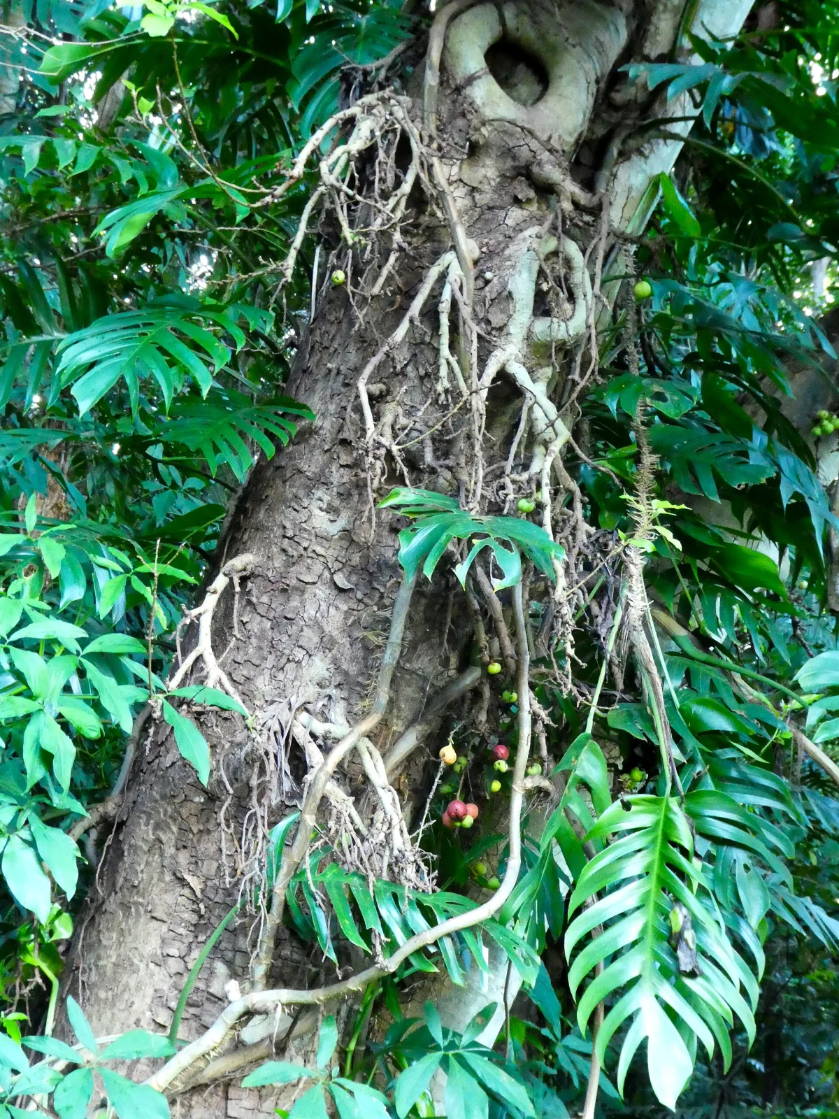 Ficus racemosa
