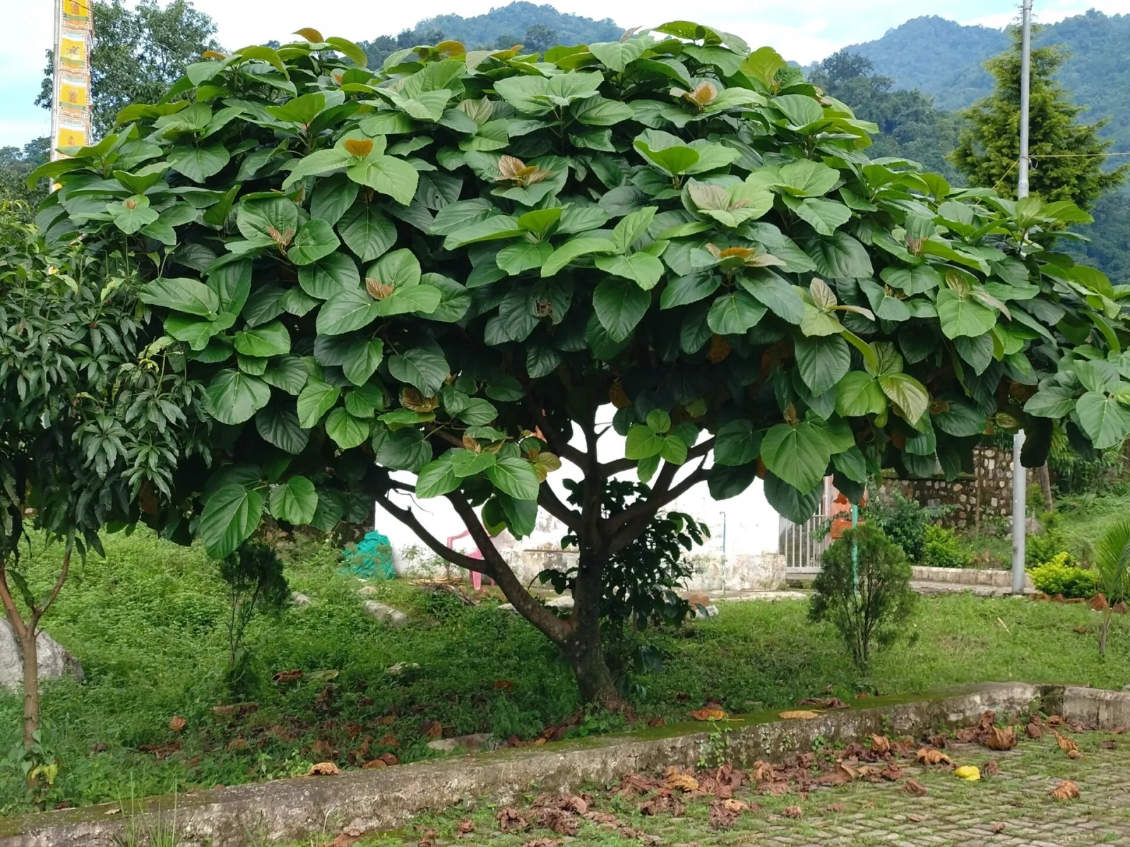Ficus auriculata