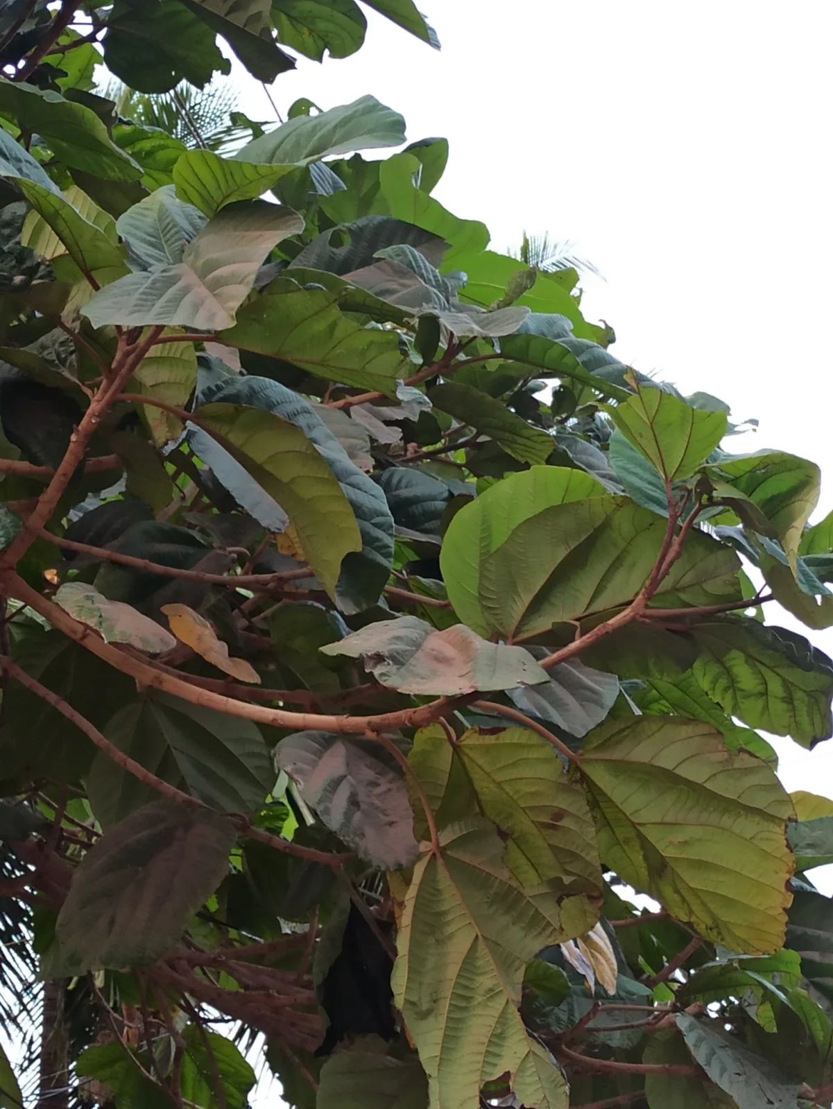 Ficus auriculata