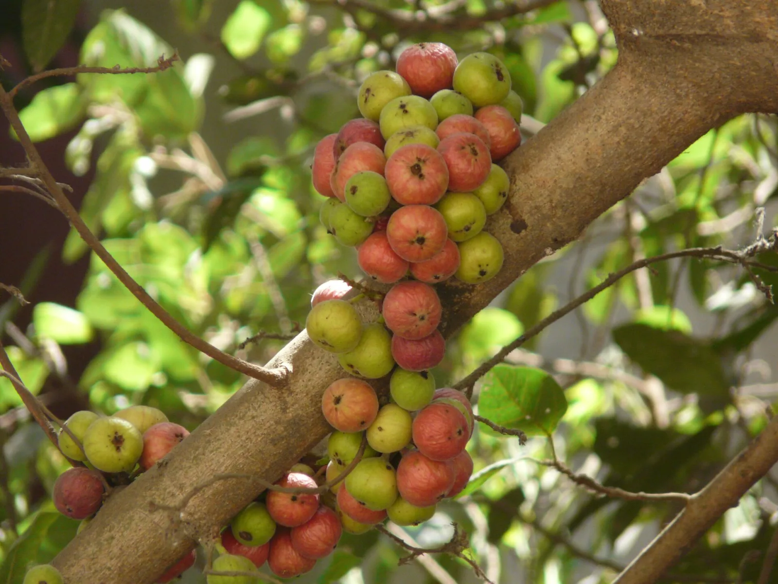 Ficus racemosa
