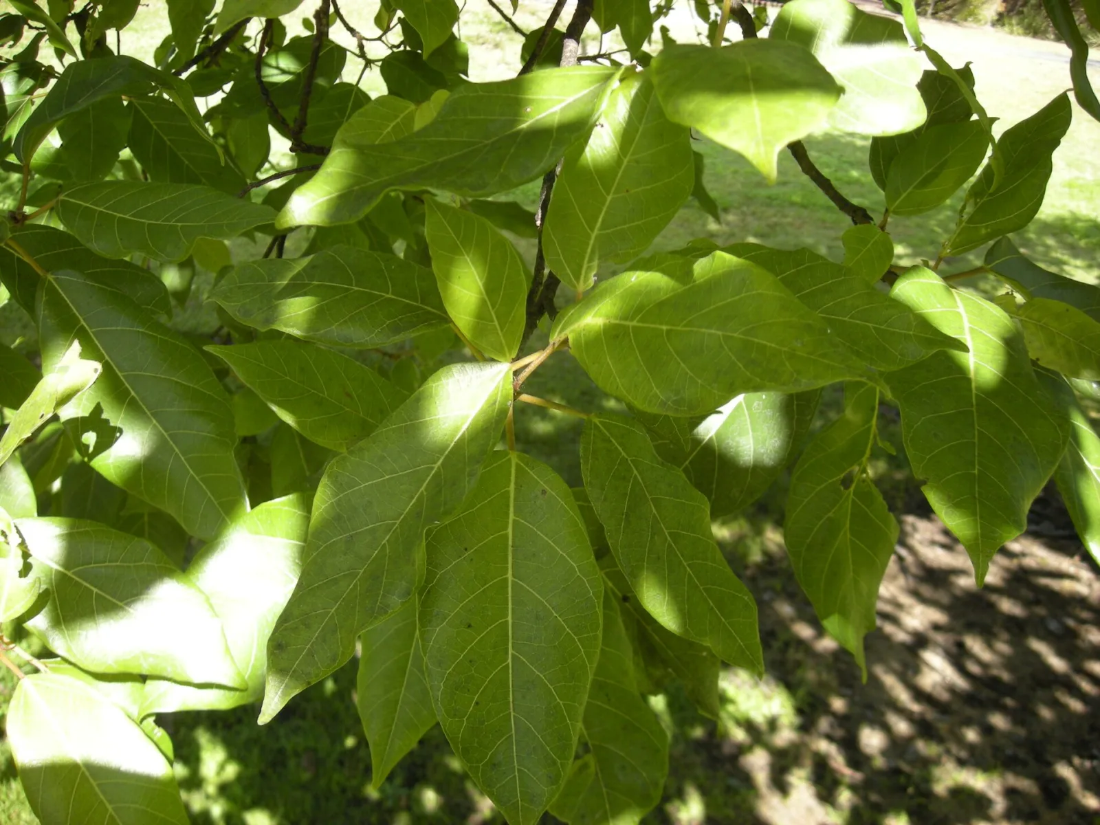 Ficus racemosa