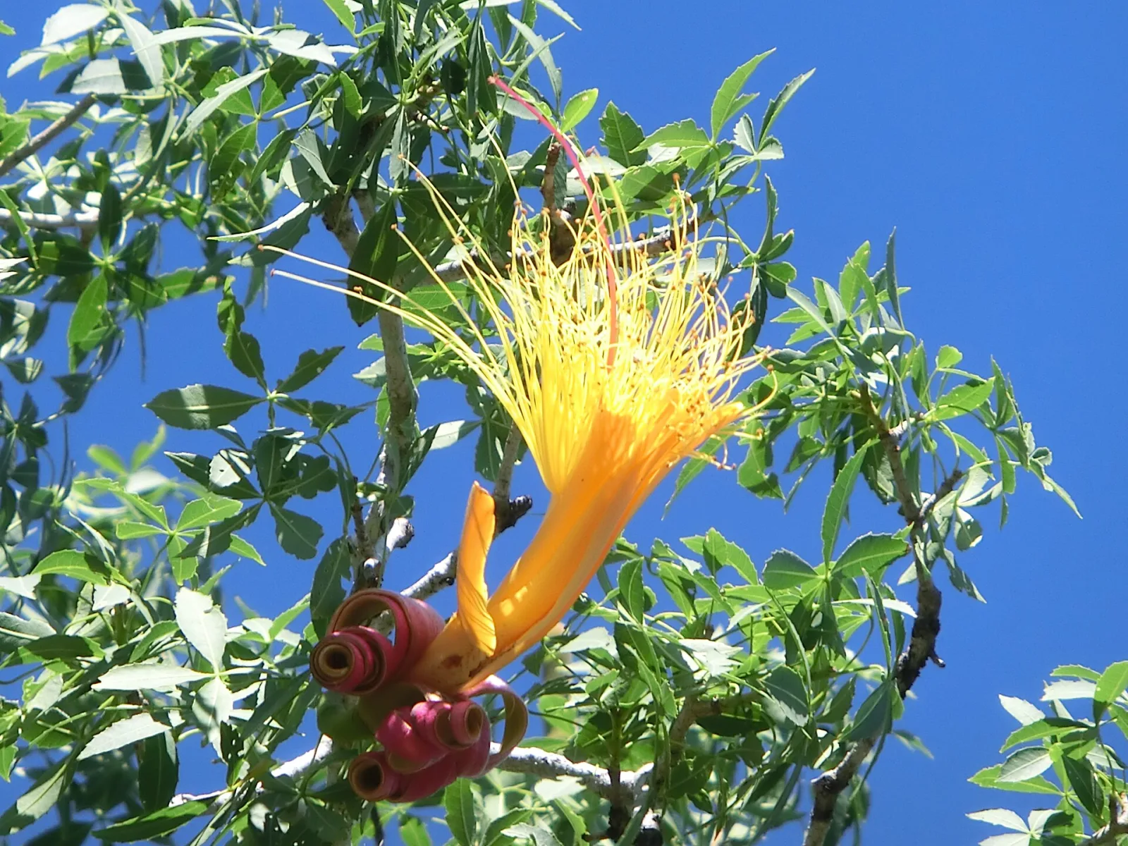 Adansonia fony