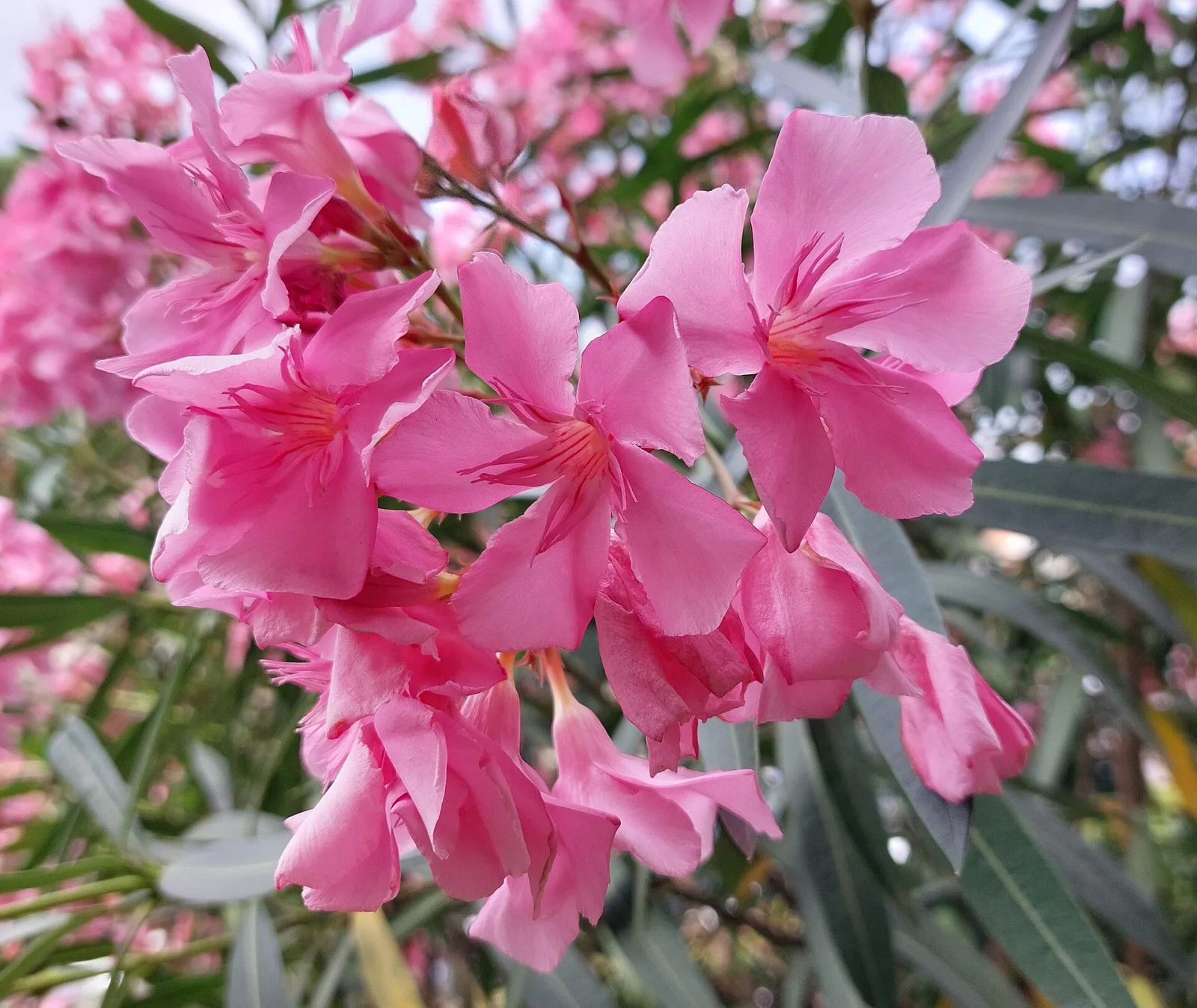 Nerium oleander