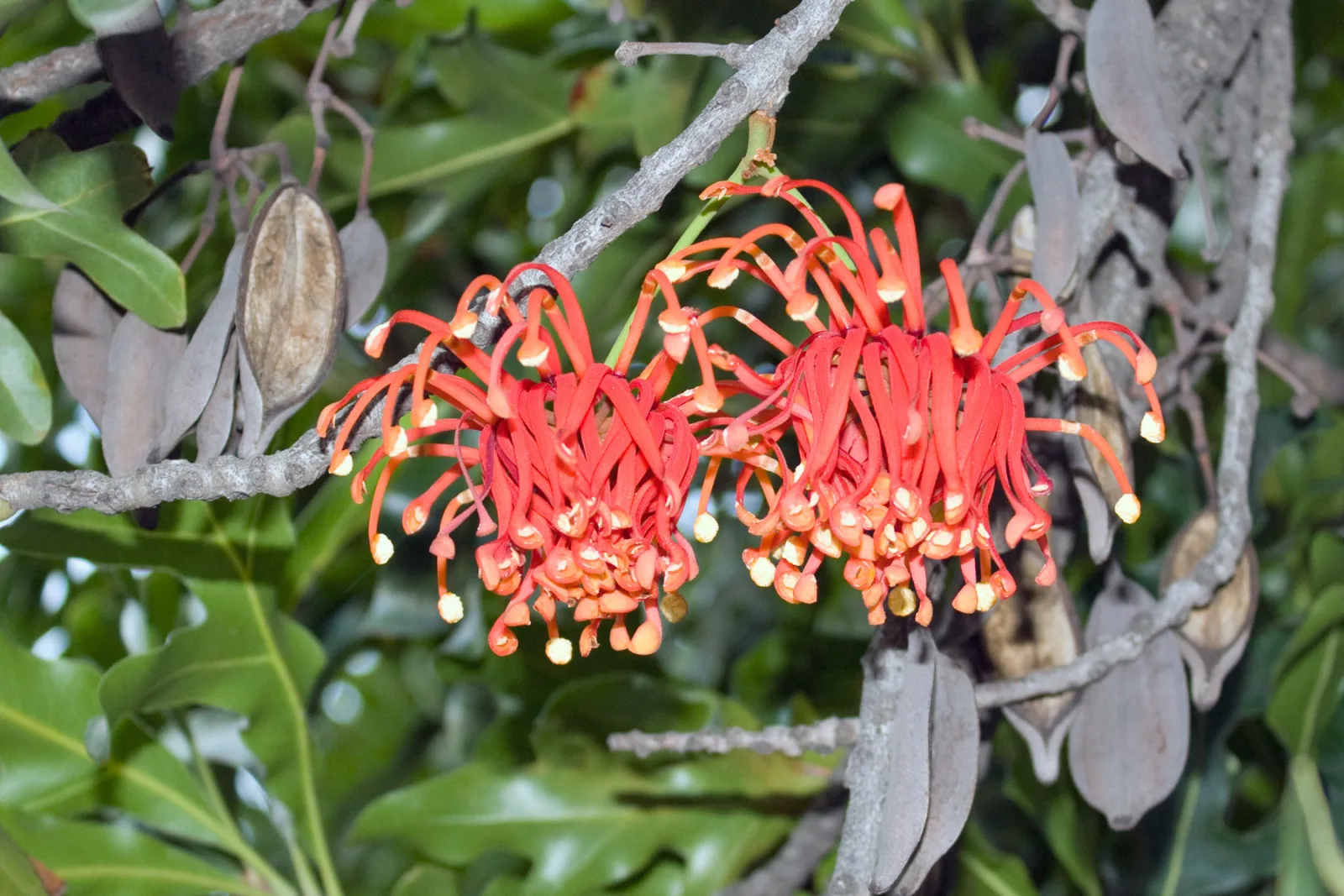 Stenocarpus sinuatus