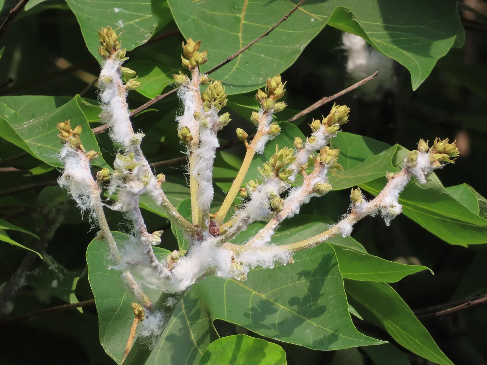Firmiana simplex