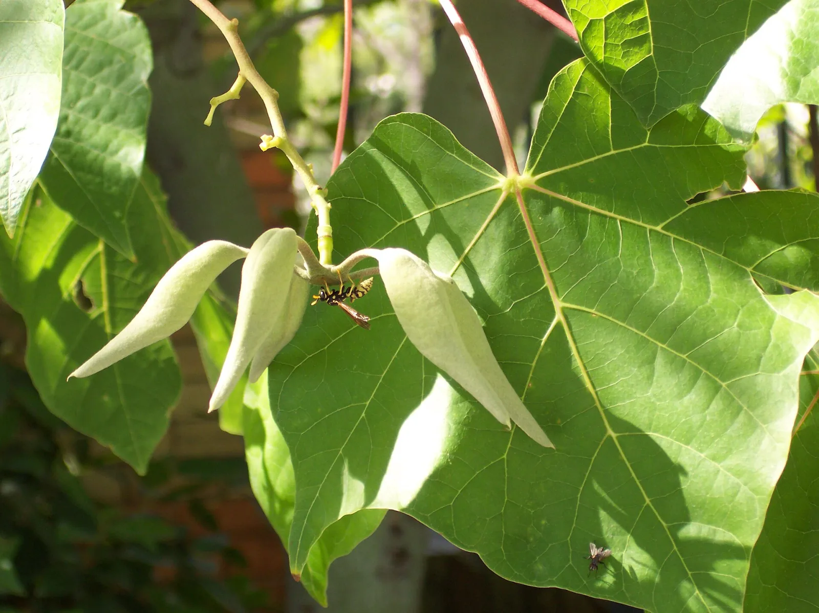 Firmiana simplex