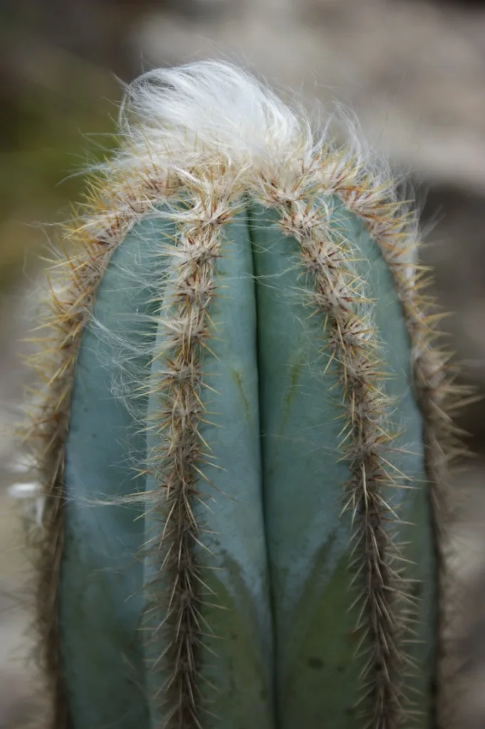 Pilosocereus azureus