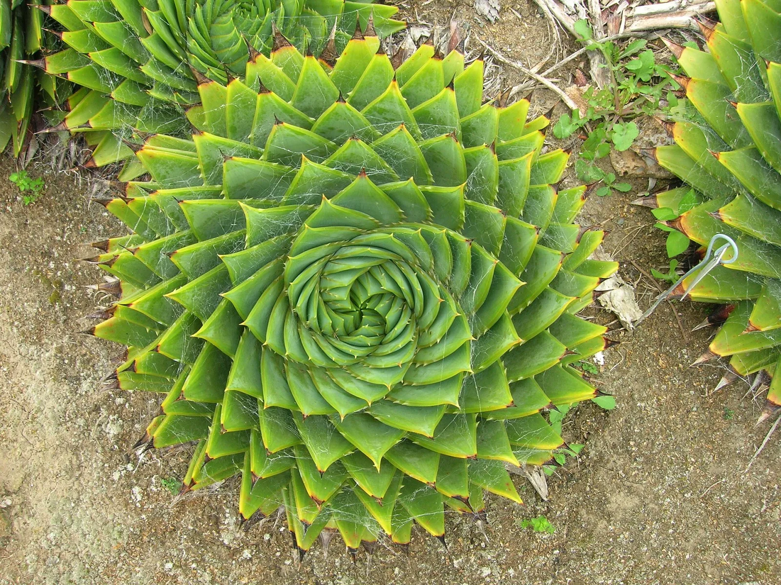 Aloe polyphylla