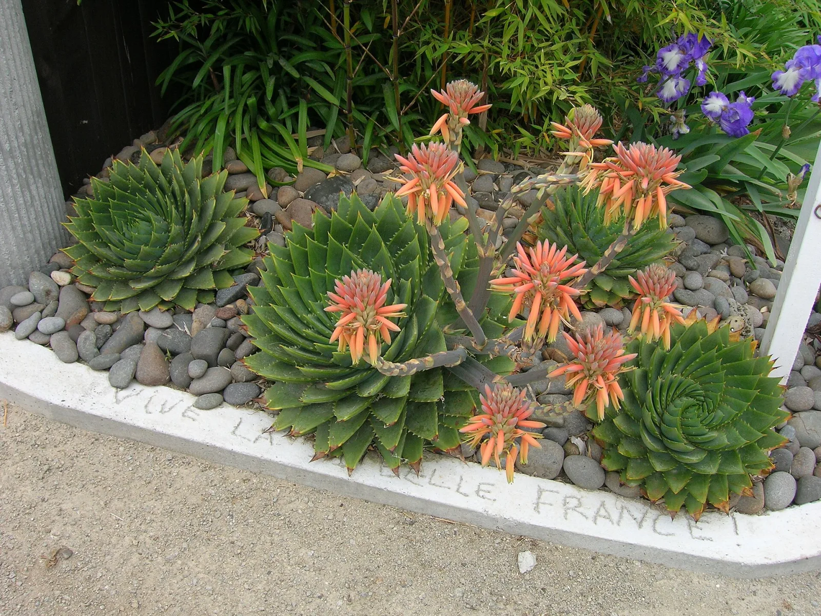 Aloe polyphylla