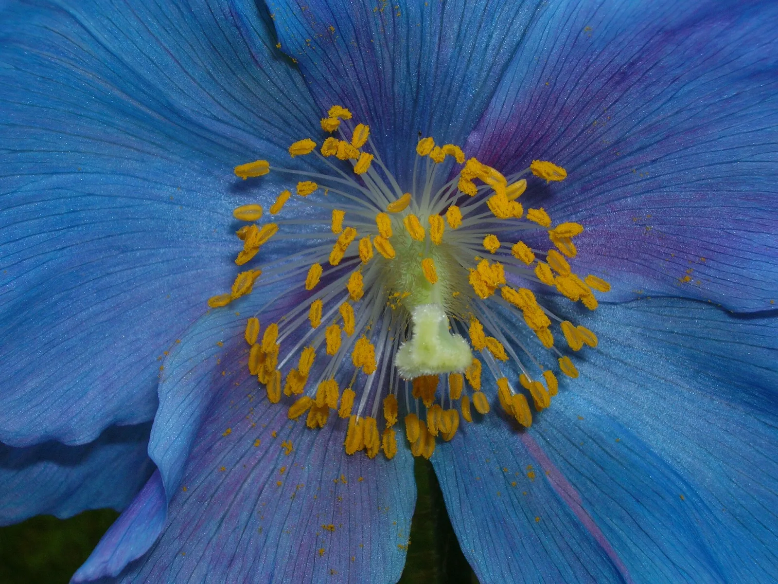 Meconopsis sheldonii Lingholm