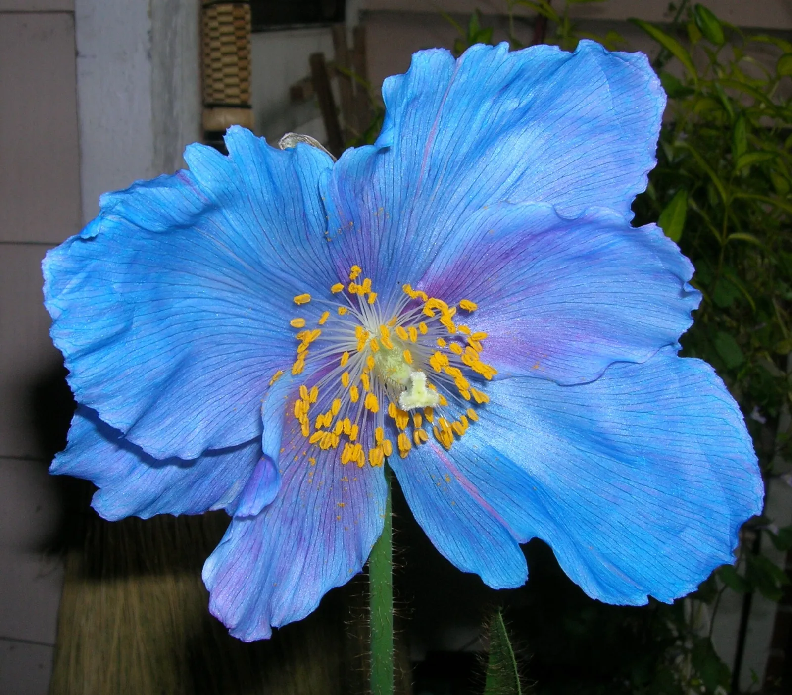 Meconopsis sheldonii Lingholm