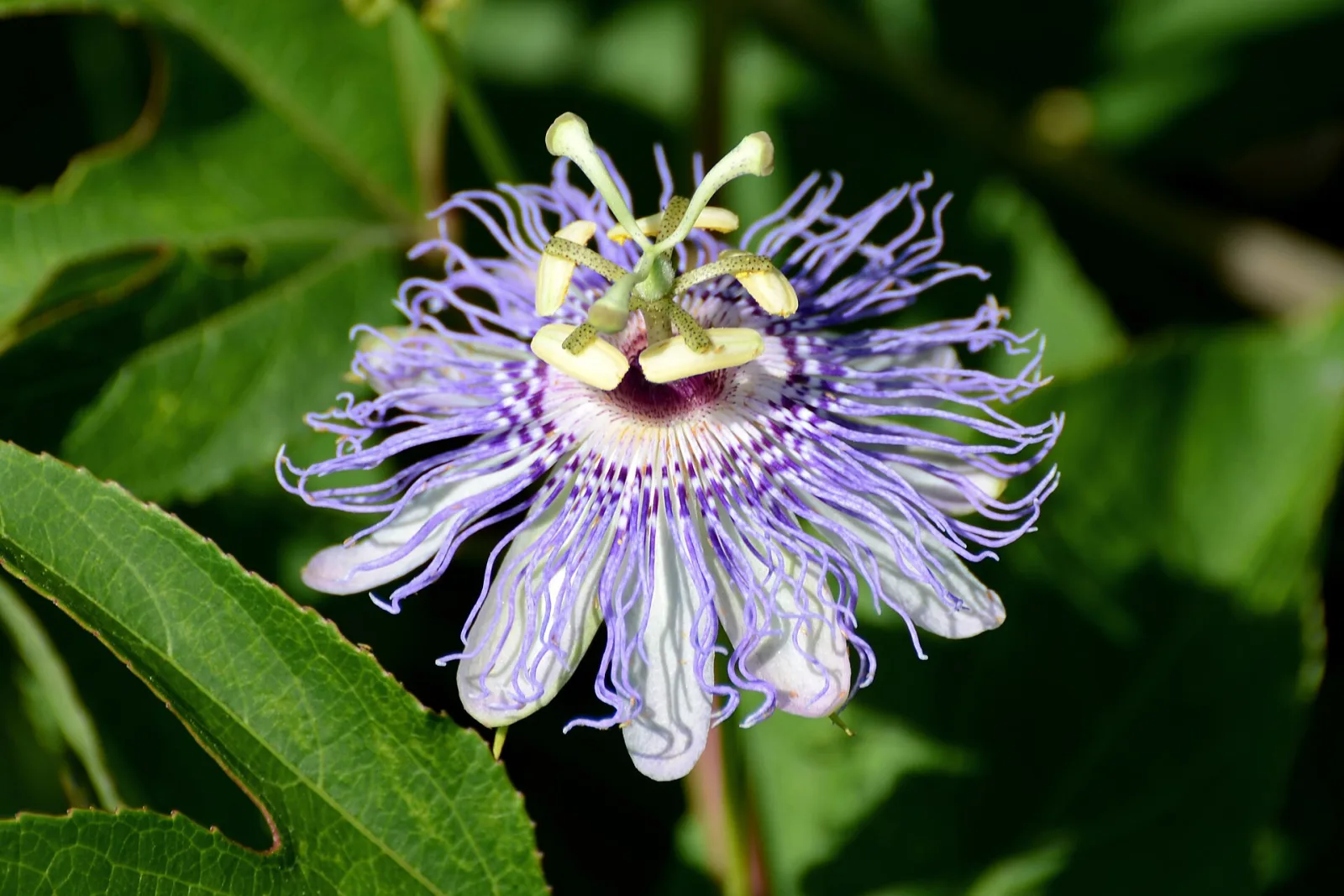 Passiflora incarnata