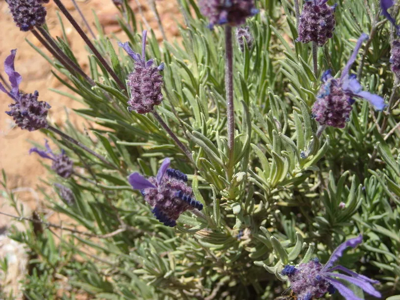 Lavandula pedunculata subsp. atlantica