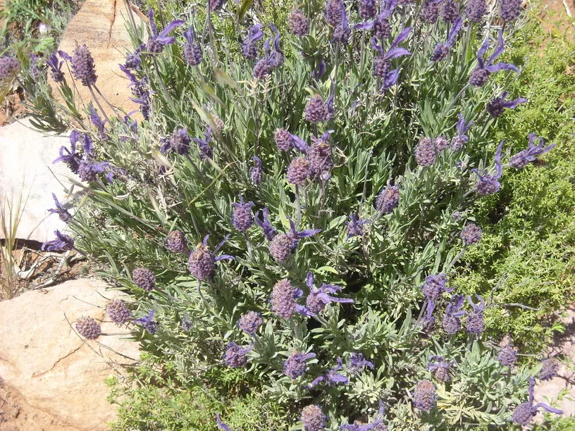 Lavandula pedunculata subsp. atlantica