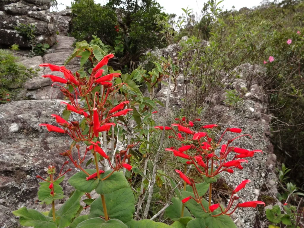 Sinningia magnifica