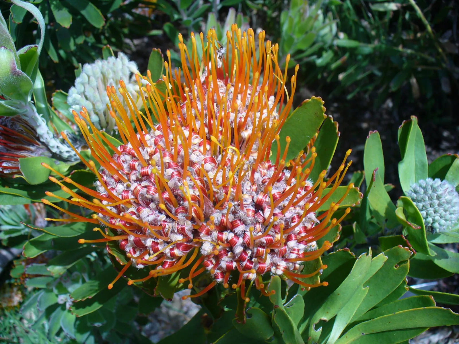 Leucospermum erubescens