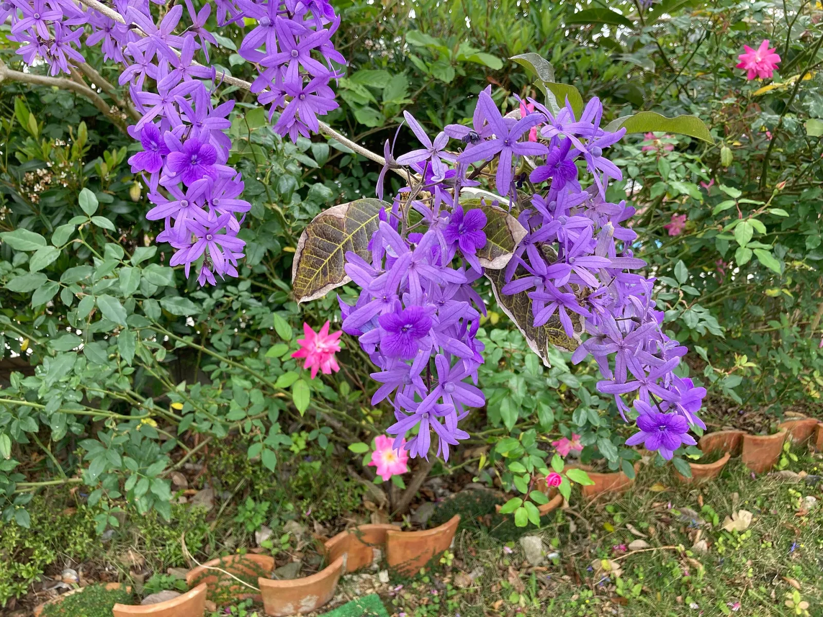 Petrea volubilis