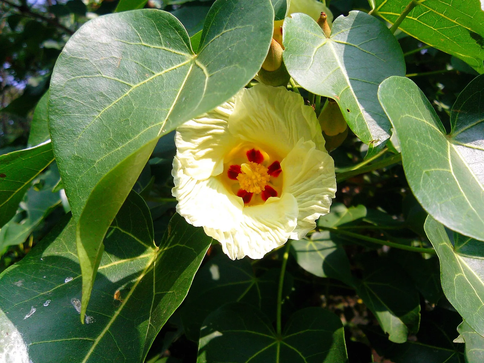 Thespesia populnea