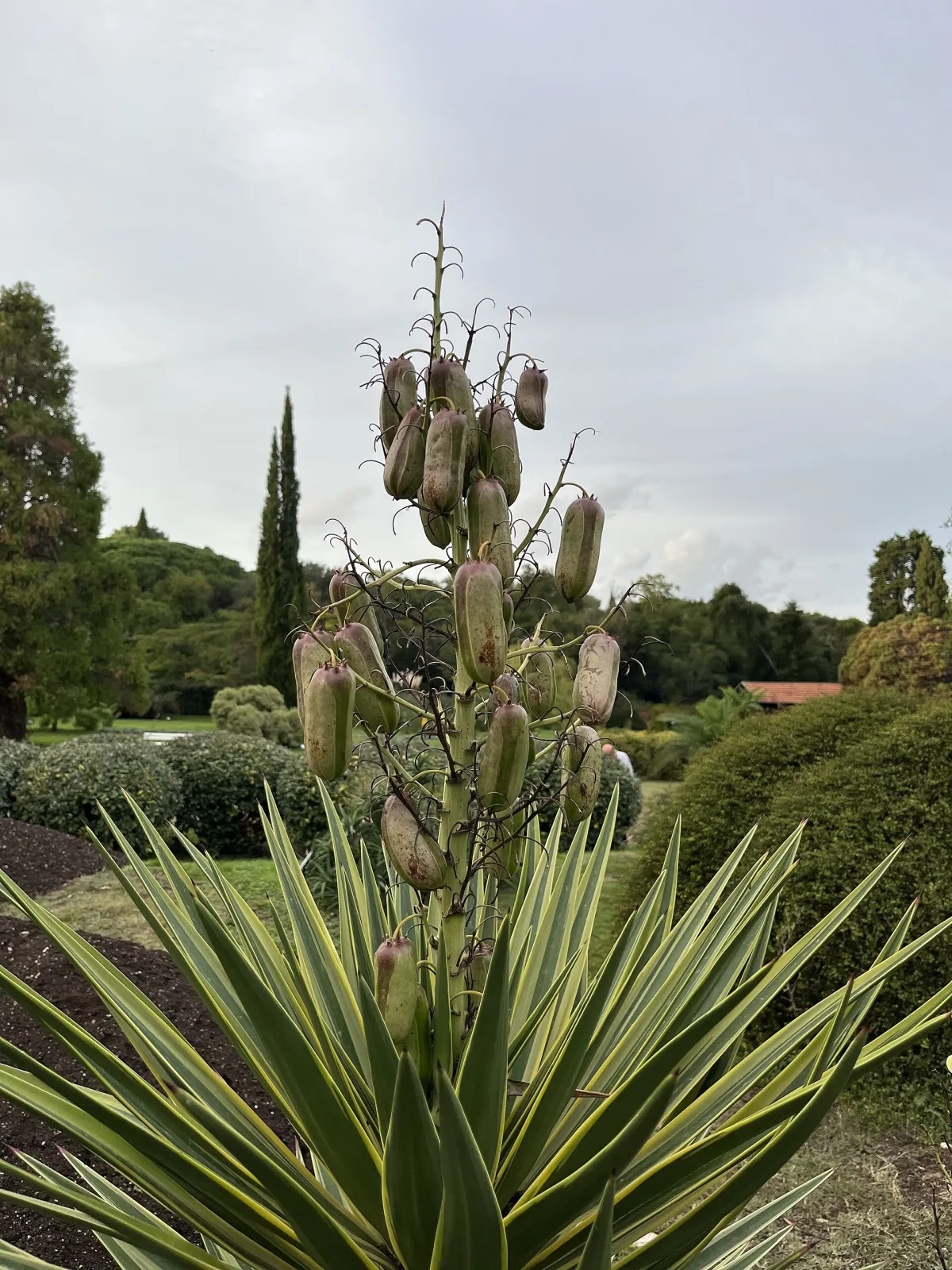 Yucca aloifolia