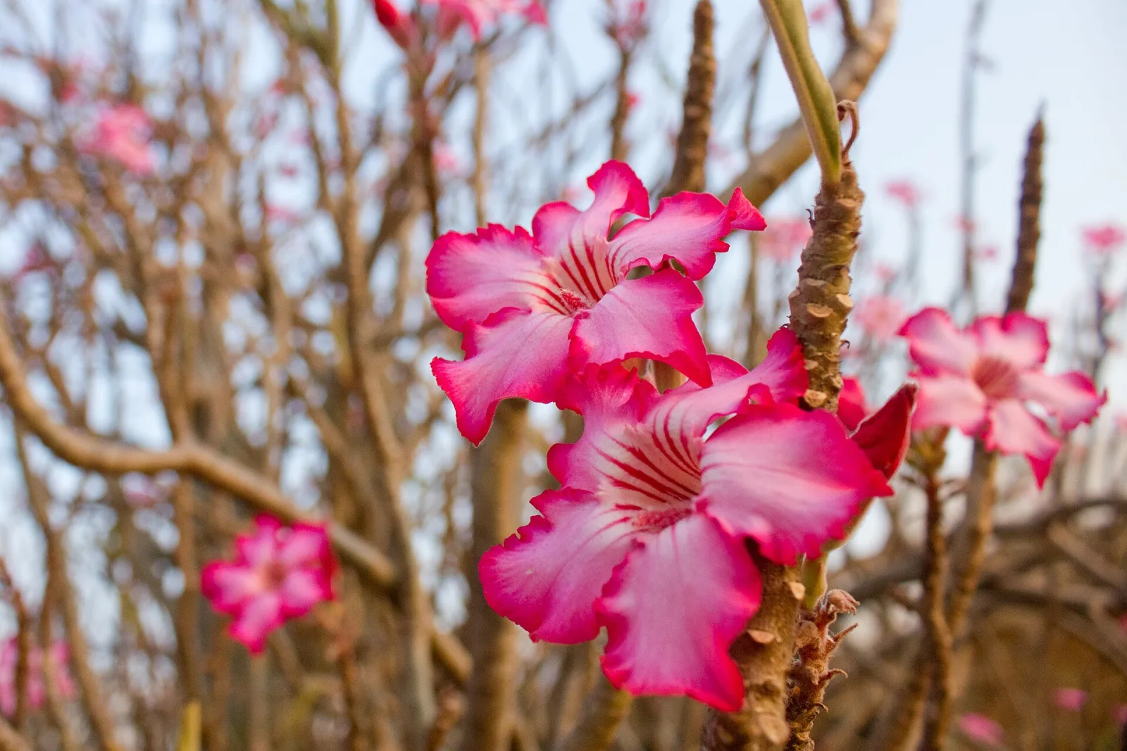 Adenium obesum Sawan7