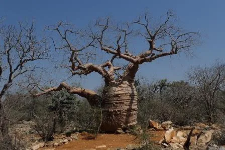 Adansonia fony