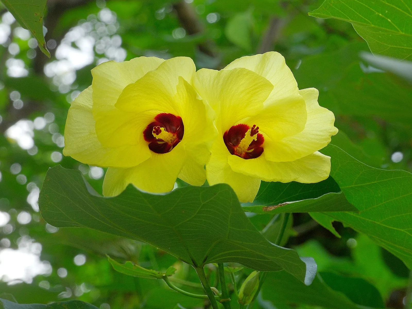 Hibiscus tiliaceus