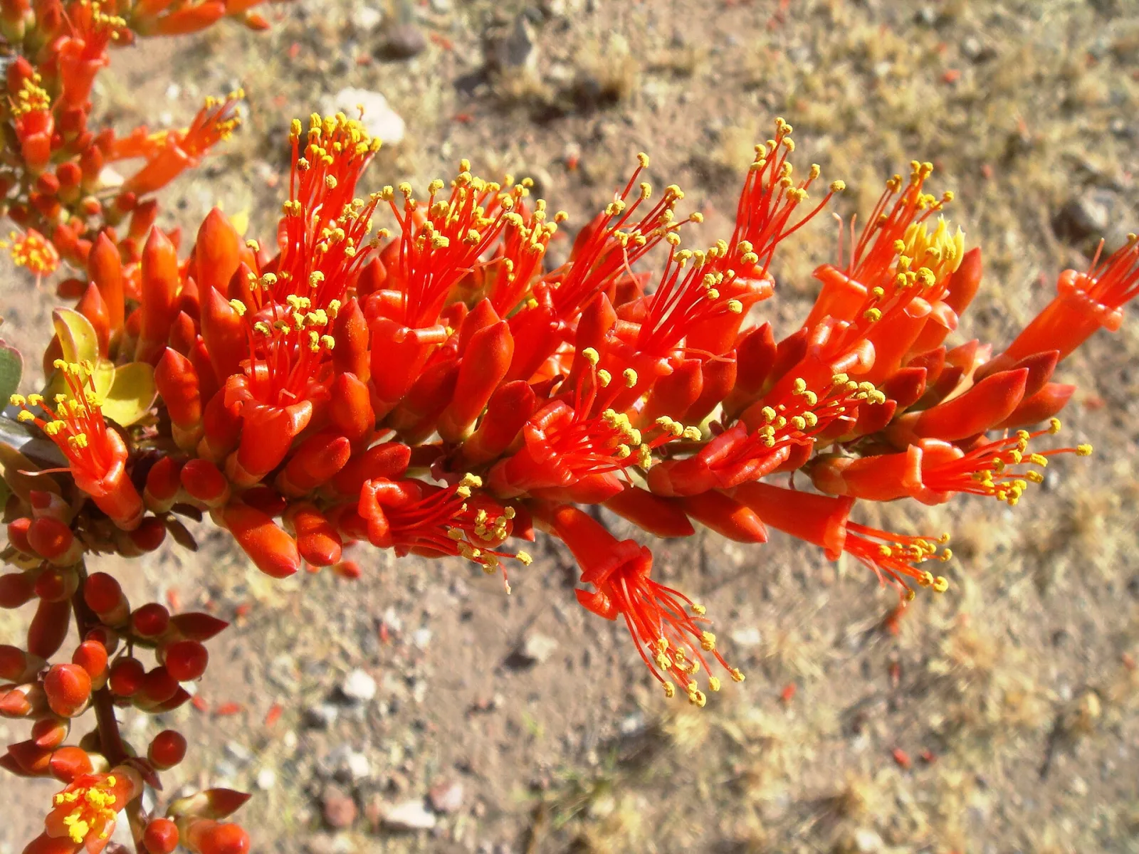 Fouquieria splendens