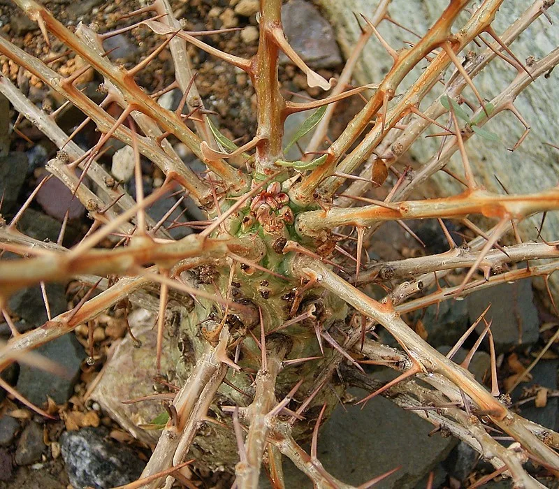 Fouquieria columnaris