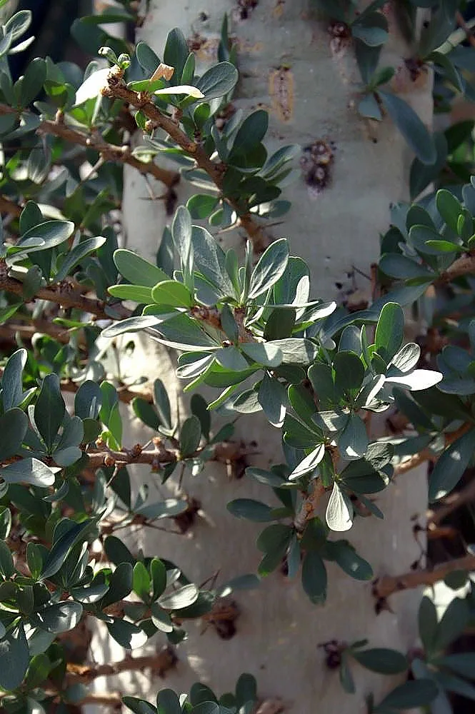 Fouquieria columnaris
