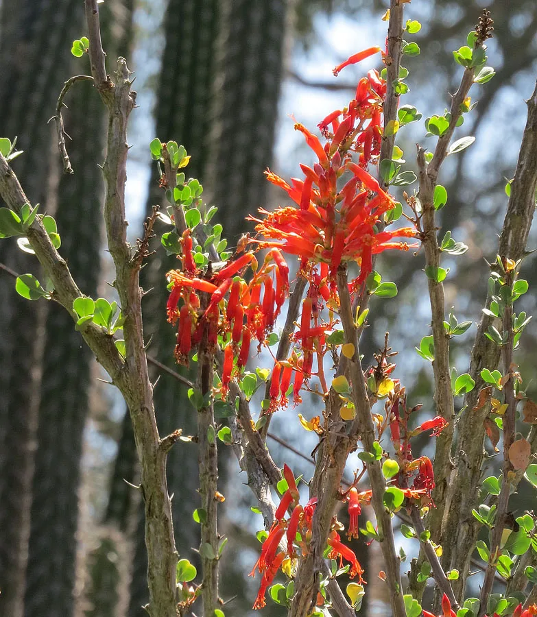 Fouquieria diguetii