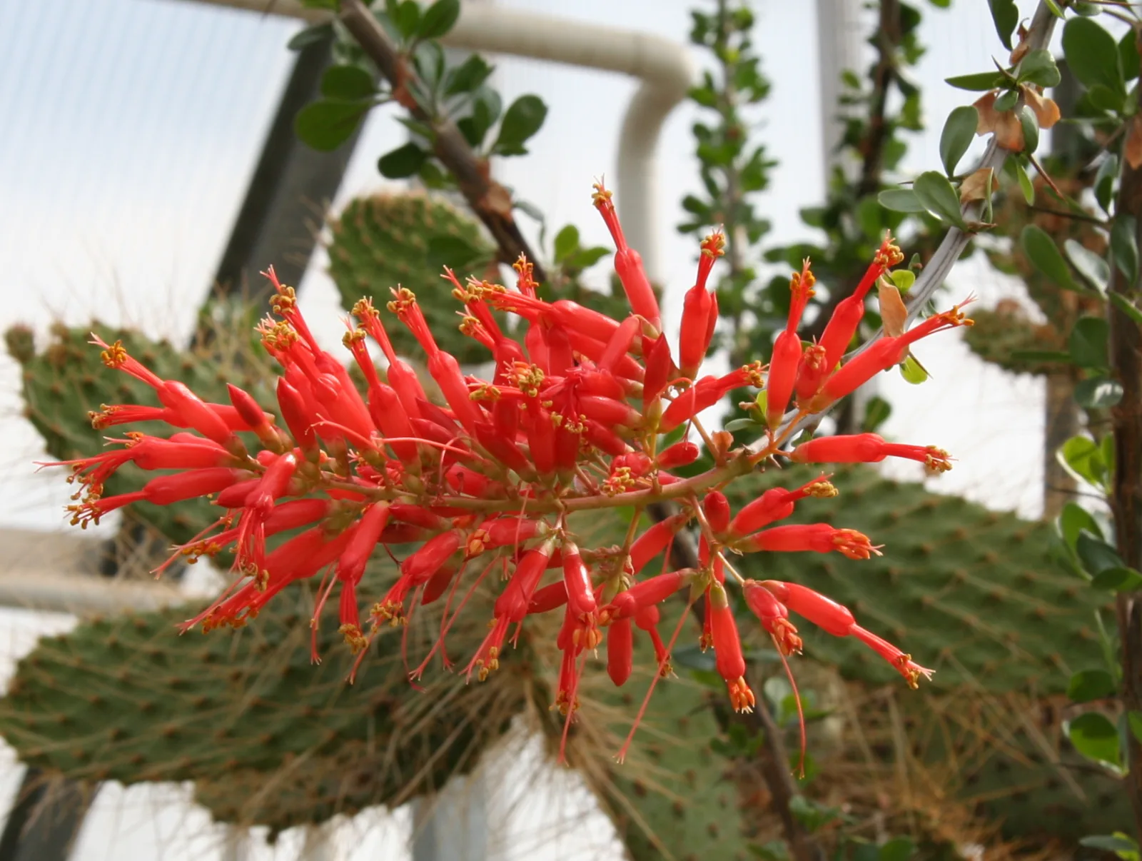 Fouquieria diguetii