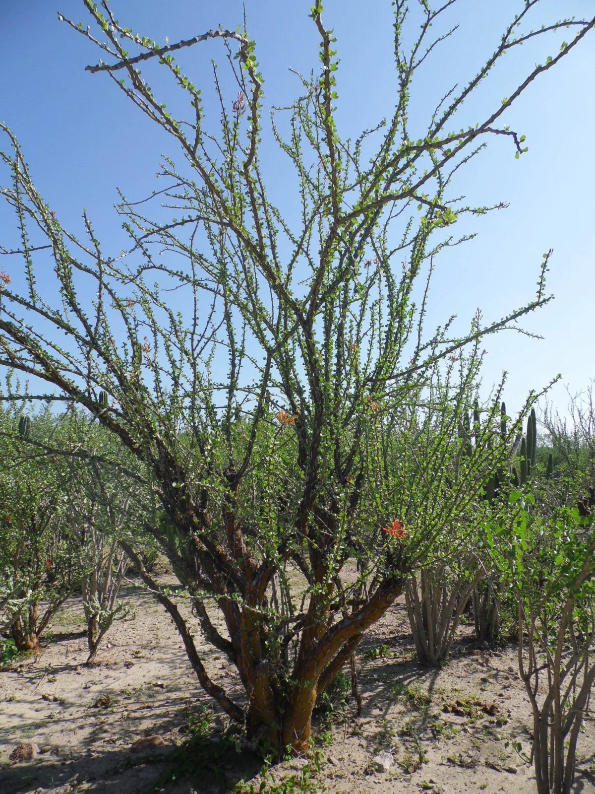 Fouquieria diguetii